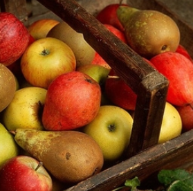 Pressée collective avec le pressoir mobile de Fruitonome